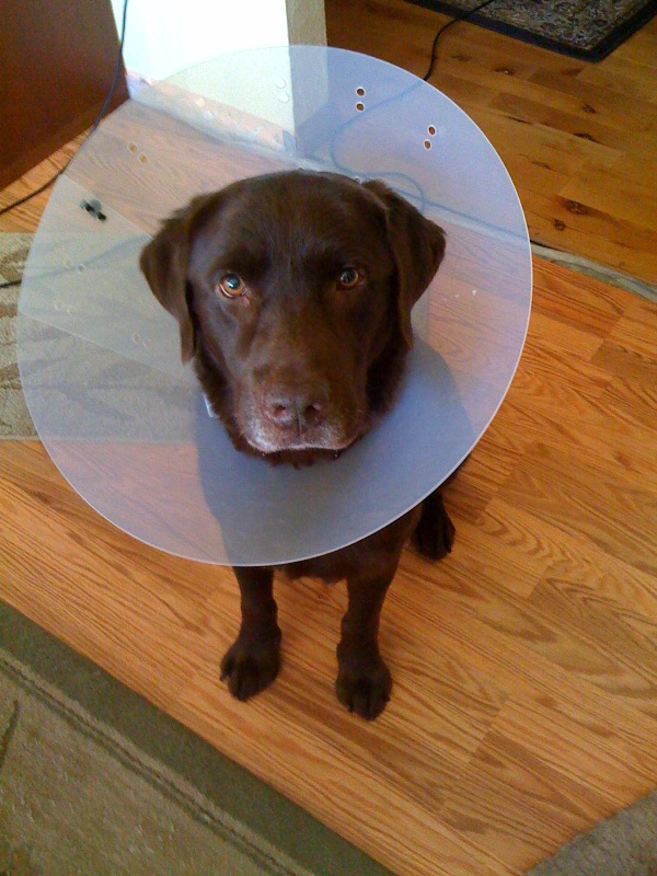 Henry_does_not_like_the_-cone_of_shame-